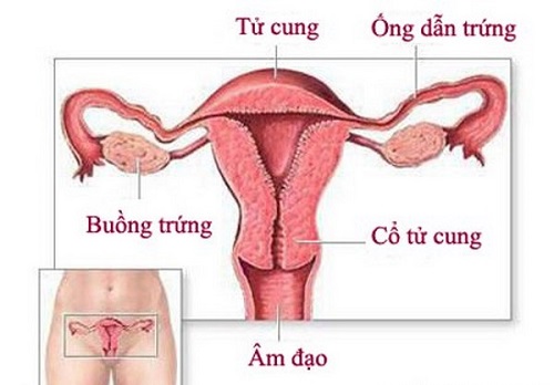 Buồng trứng nữ giới