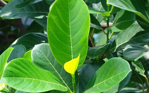 lá mít chống tắc tia sữa